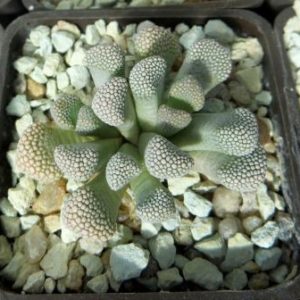 titanopsis primosii