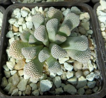 titanopsis primosii