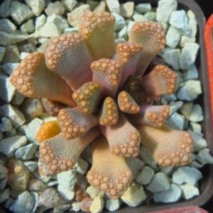 titanopsis hugo-schlechteri