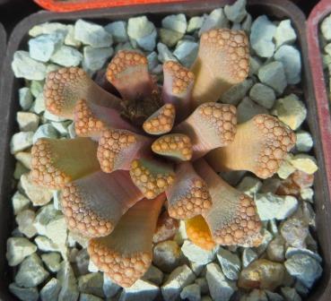 titanopsis hugo-schlechteri