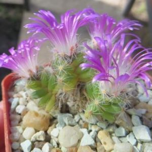 Trichodiadema densum