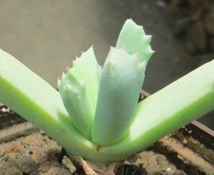 schwantesia ruedebuschii