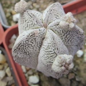 astrophytum onzuka monstrosa