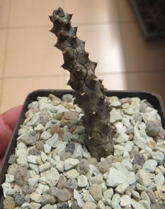 ceropegia stapeliiformis monstrosa