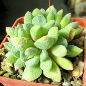 crassula tecta hybrid