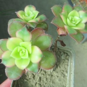 aeonium kiwi