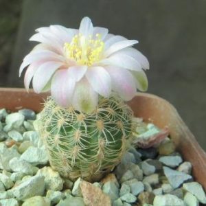 gymnocalycium bruchii