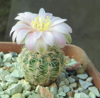 gymnocalycium bruchii