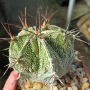 astrophytum ornatum cv. fukuryu