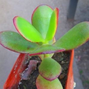 crassula sunset