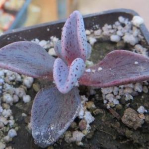 lenophyllum guttatum