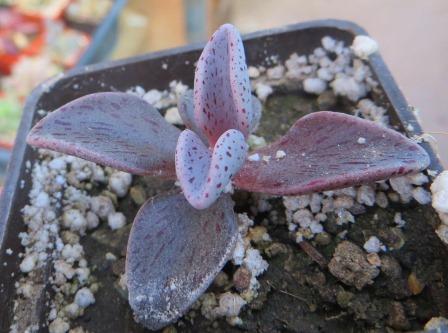 lenophyllum guttatum