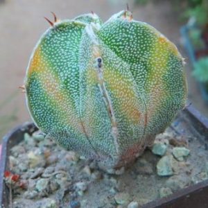 astrophytum ornatum cv. fukuryu variegata