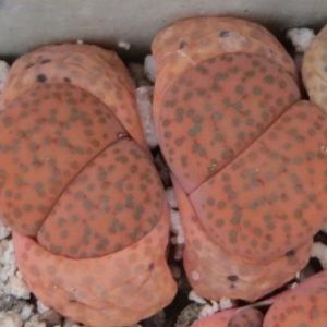 lithops fulviceps