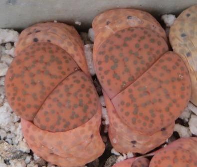 lithops fulviceps