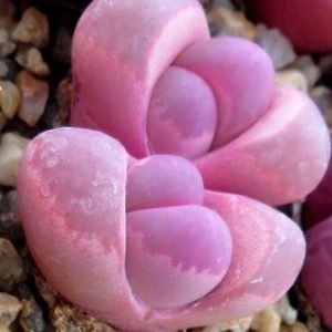 lithops optica rubra