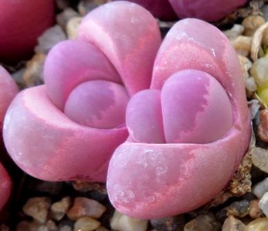 lithops optica rubra