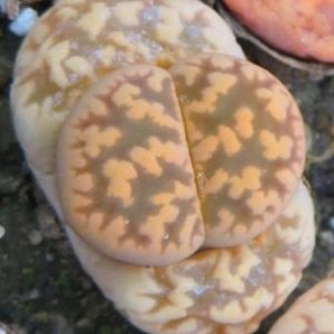 lithops karasmontana bella