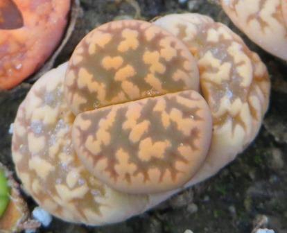 lithops karasmontana bella