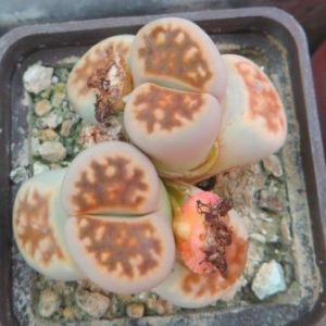 lithops karasmontana lateritia