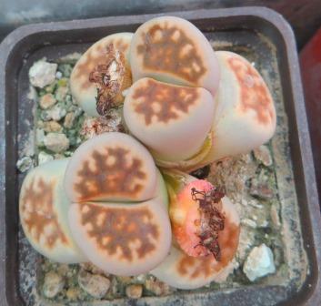 lithops karasmontana lateritia