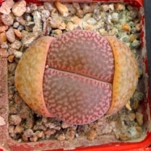 1616.5 lithops hookeri marginata C 35