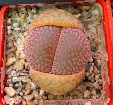 1616.5 lithops hookeri marginata C 35