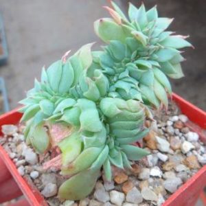 echeveria cristata