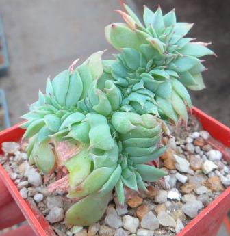 echeveria cristata
