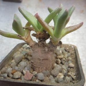 aloinopsis acuta