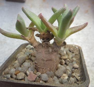 aloinopsis acuta