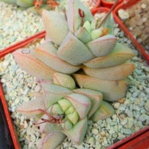 Crassula deceptor сеянец