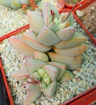 Crassula deceptor сеянец