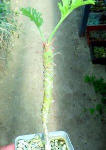 pelargonium  spec ЮАР