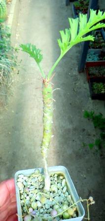 pelargonium  spec ЮАР