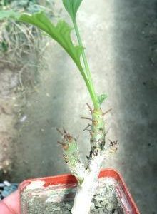 pelargonium  spec ЮАР