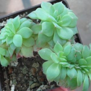echeveria cristata