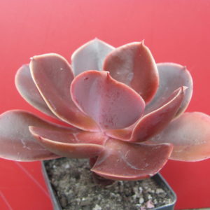 Echeveria   Bimbo