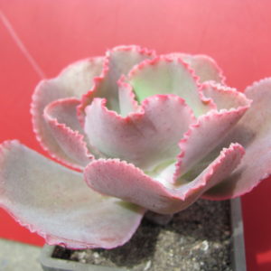 Echeveria     Dick  Pink