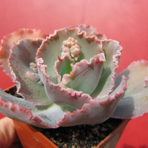 Echeveria    *Crazy  Joker*