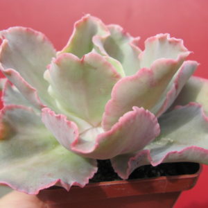 Echeveria     *     Curly*    не варієгатна