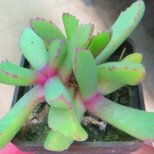 carruanthus peersii