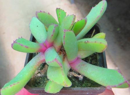 carruanthus peersii