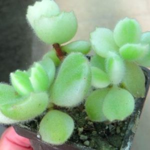 cotyledon ladismithiensis variegata