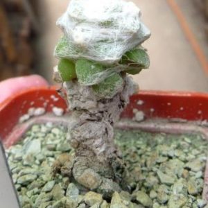 anacampseros lanigera