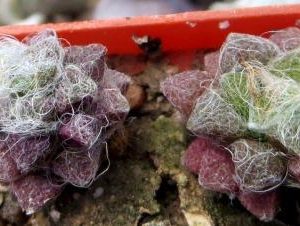 anacampseros filamentosa
