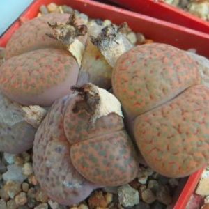 lithops fulviceps lactina