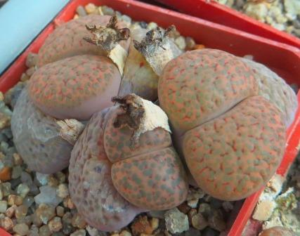 lithops fulviceps lactina