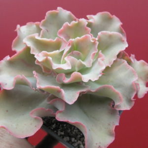 Echeveria   *    Curly*   не варієгата