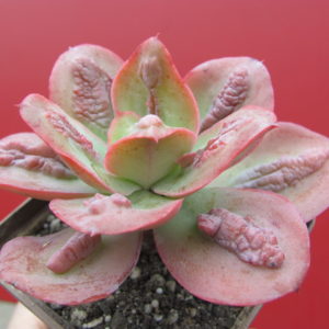 Echeveria   Baron  Bold